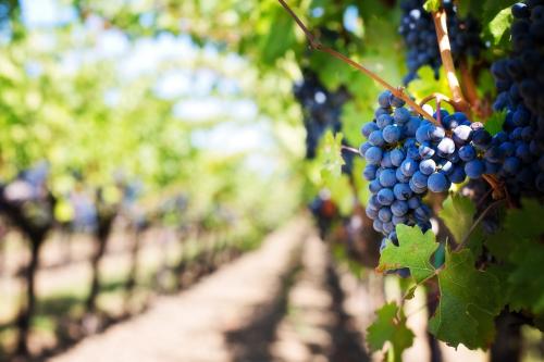 Explora el mundo de los vinos: de la cepa a la copa